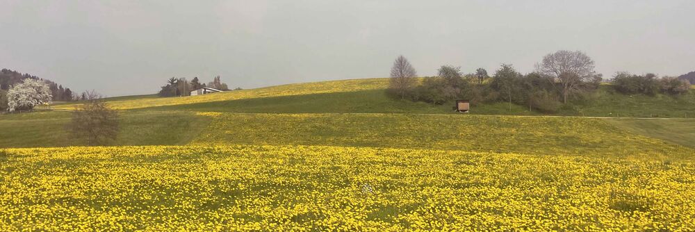 Die erste Aprilhälfte war aussergewöhnlich warm, was sich an den blühenden Frühlingsblumen am 8. April bei Sirnach TG zeigte. (Fotos: Andreas Walker)